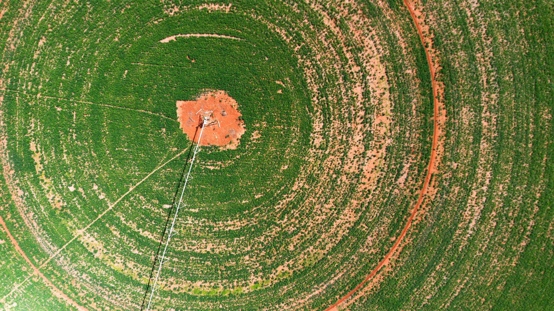 Drone flying over a large green grain field for crop mapping