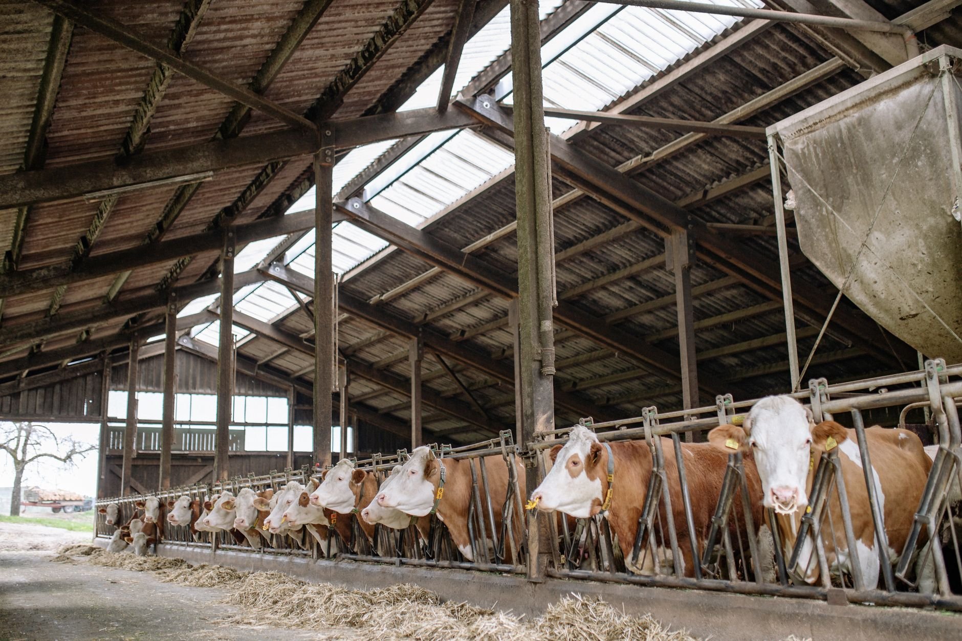 Thermal Health Monitoring for a Dairy Herd: Finding Fever Before Symptoms